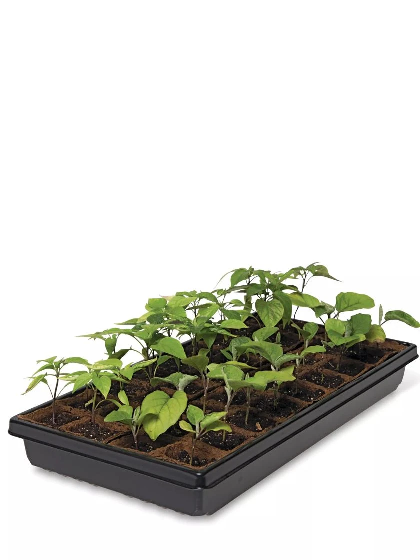 2” Square Biodegradable Pots And Tray Set - Image 2