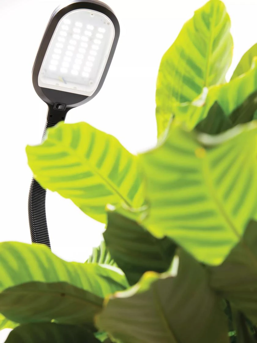Agrobrite Floor LED Plant Lamp - Image 2