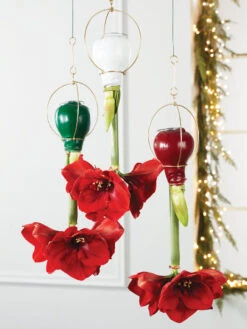 Waxed Amaryllis Brass Hangers, Set Of 3