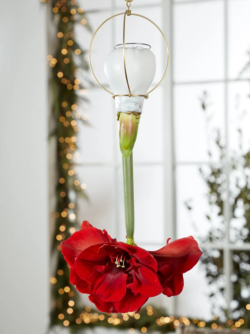 Waxed Amaryllis Brass Hangers, Set Of 3 - Image 3