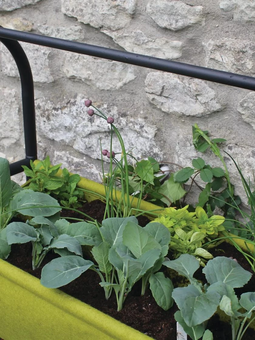 Vigoroot™ Self-Watering Easy Garden Planter - Image 5