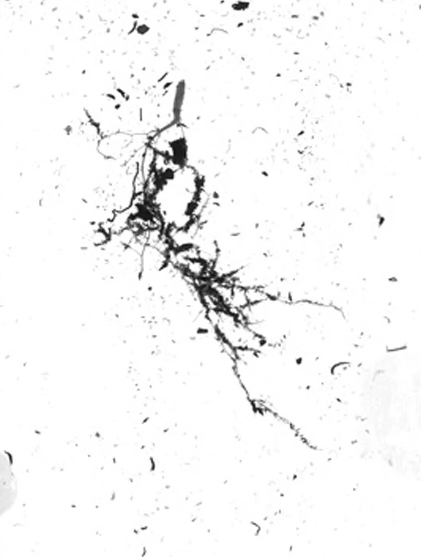 GrowLab® Compact Tabletop Light Garden With Classroom Guide - Image 6